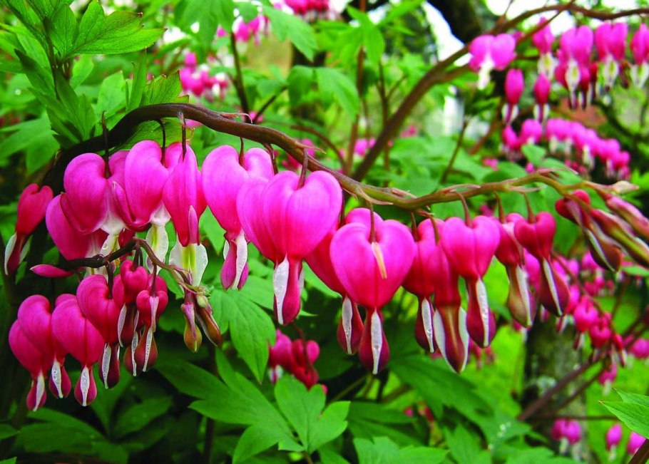 Дицентра спектабилис