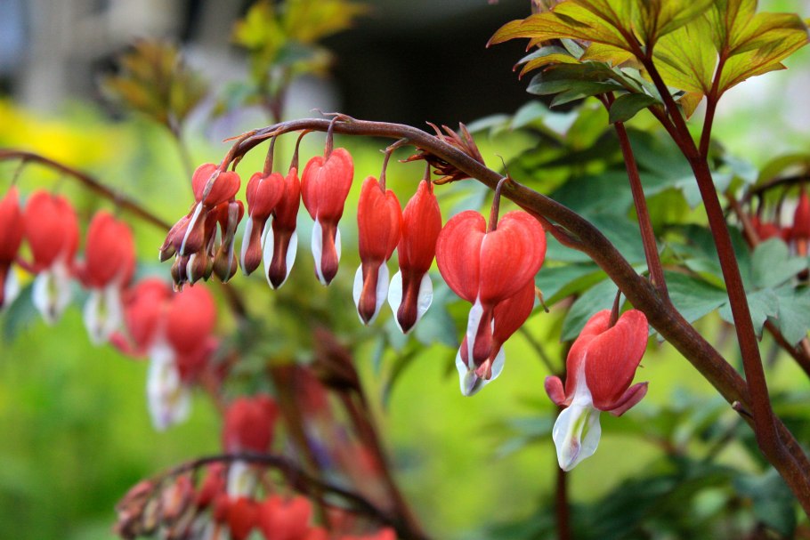 Цветок дицентра великолепная