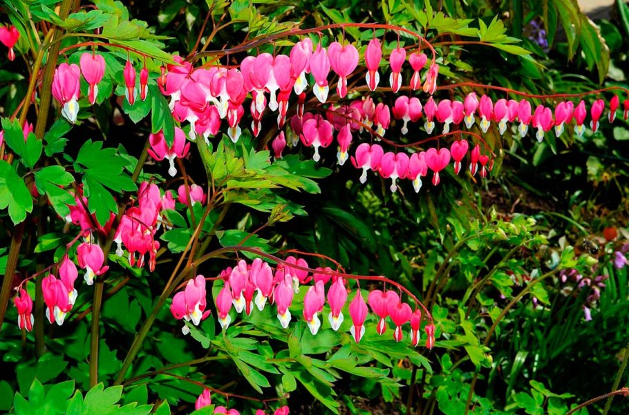 Дицентра великолепная куст