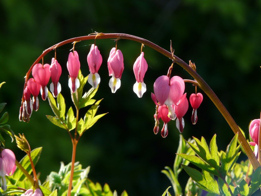 Дицентра изящная Аврора