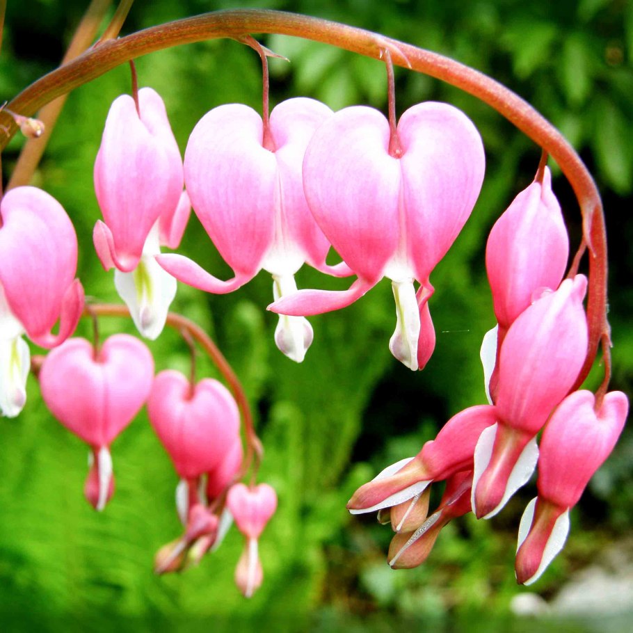 Дицентра великолепная (bleeding heart)