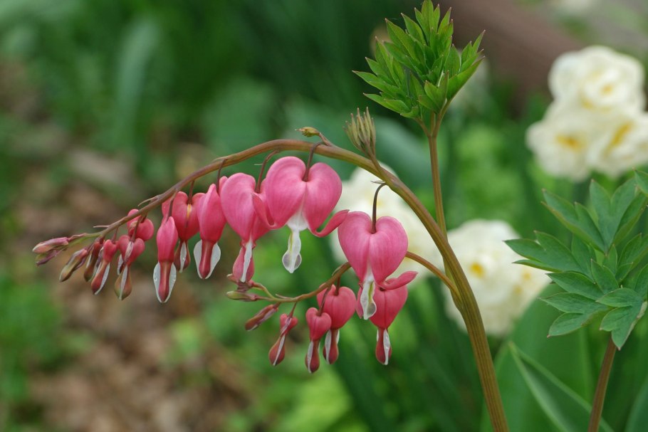 Дицентра eximia