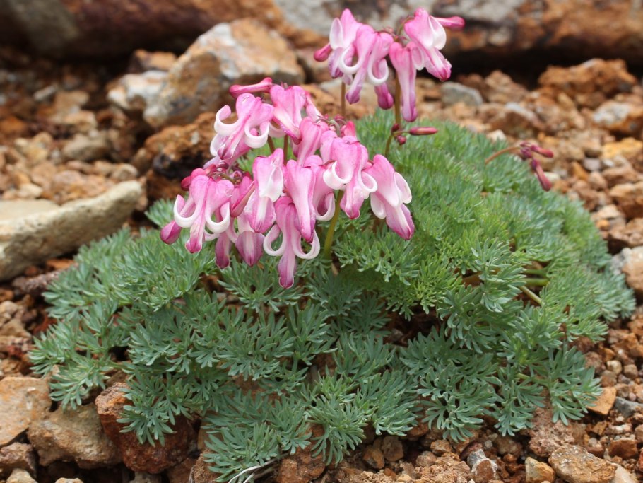 Дицентра Адриан Блюм