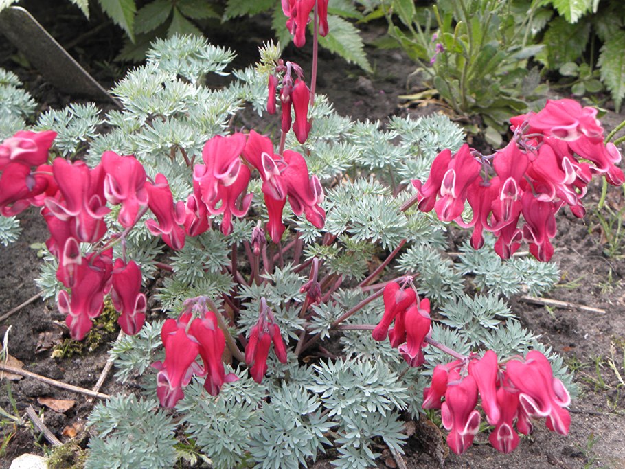 Dicentra spectabilis