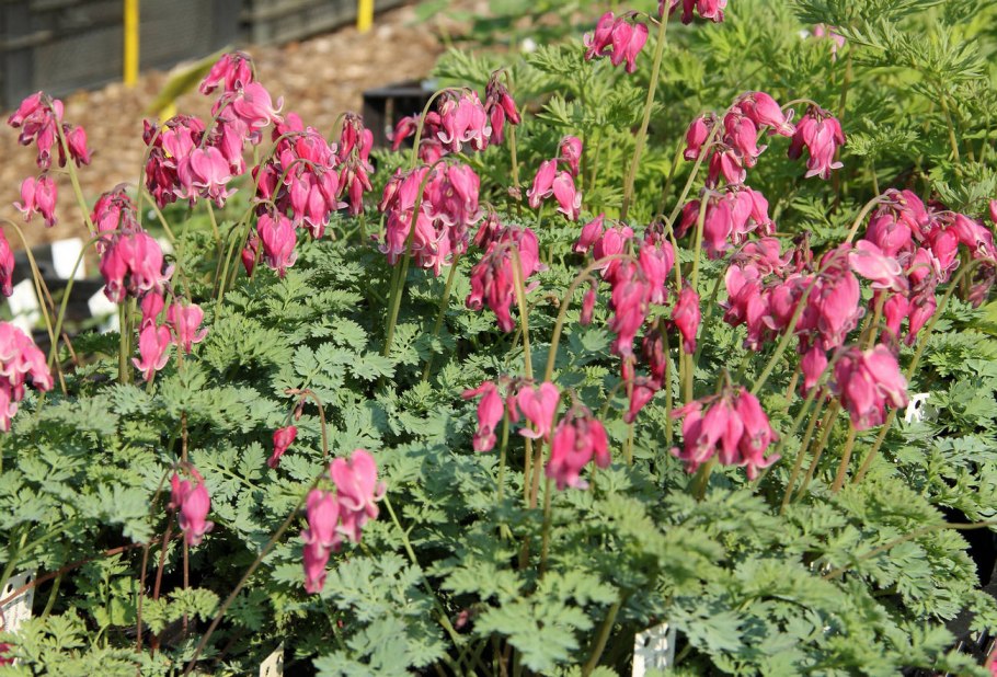 Дицентра исключительная