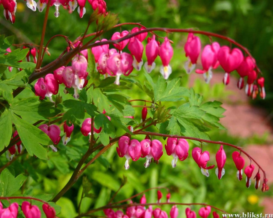 Цветок разбитое сердце