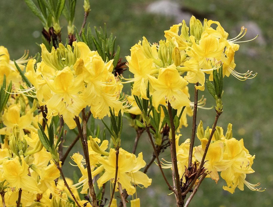 Rhododendron dauricum Botanic
