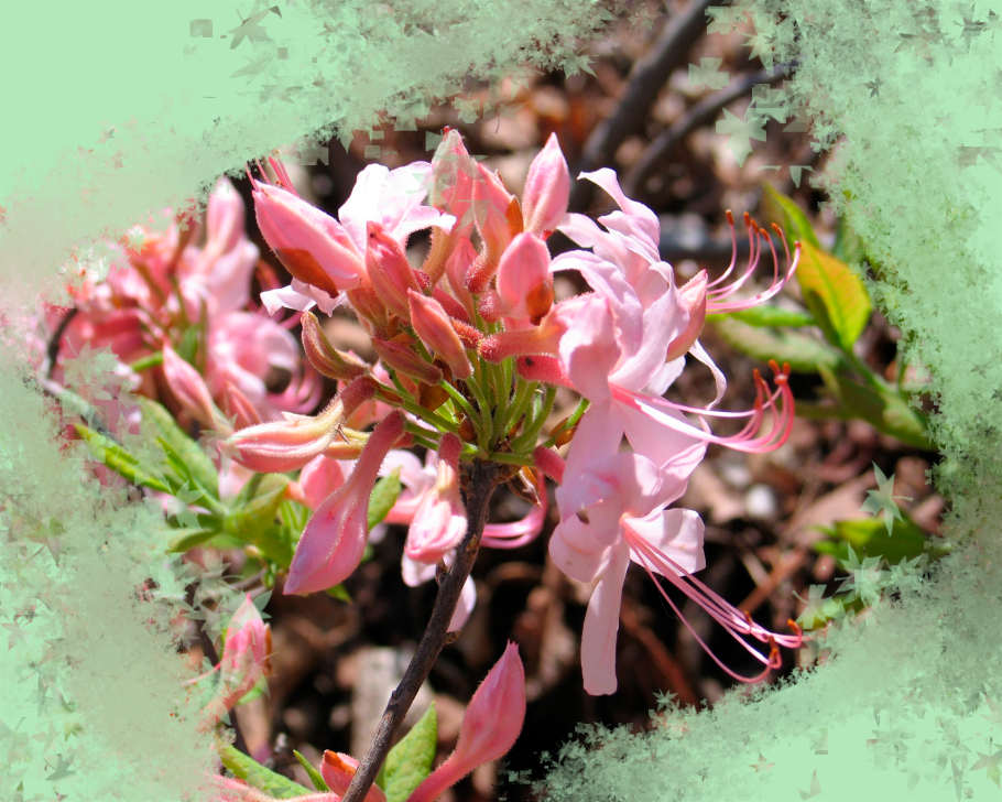 Рододендрон Fluidum