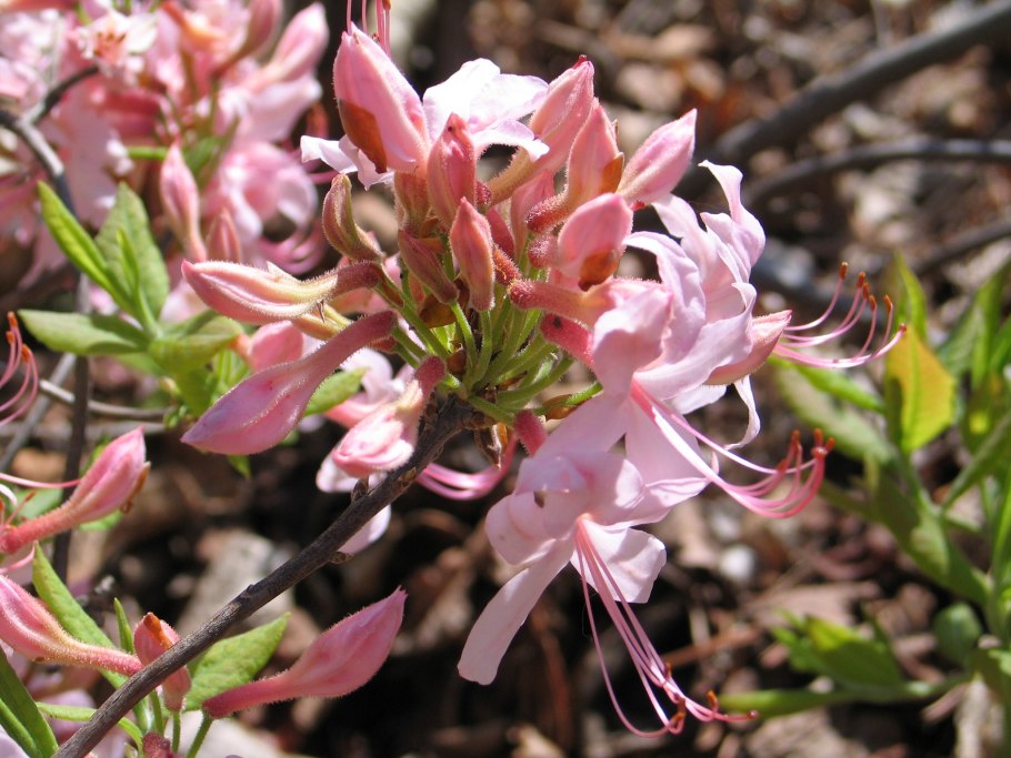 Рододендрон Roseum Rehder