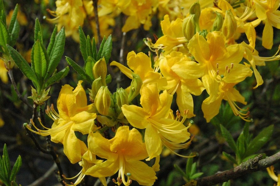 Азалия рододендрон садовый