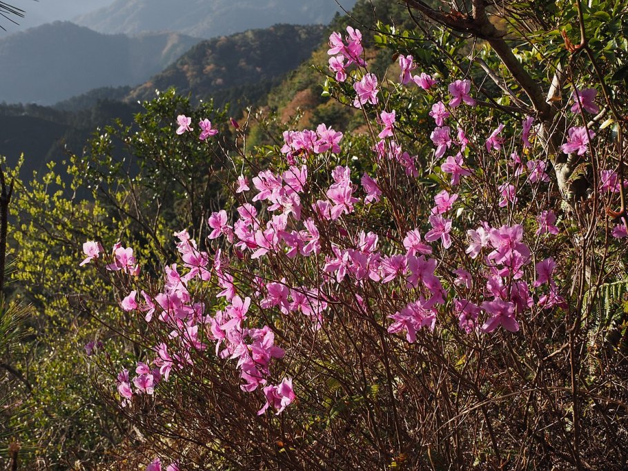 Рододендрон даурский багульник забайкалье