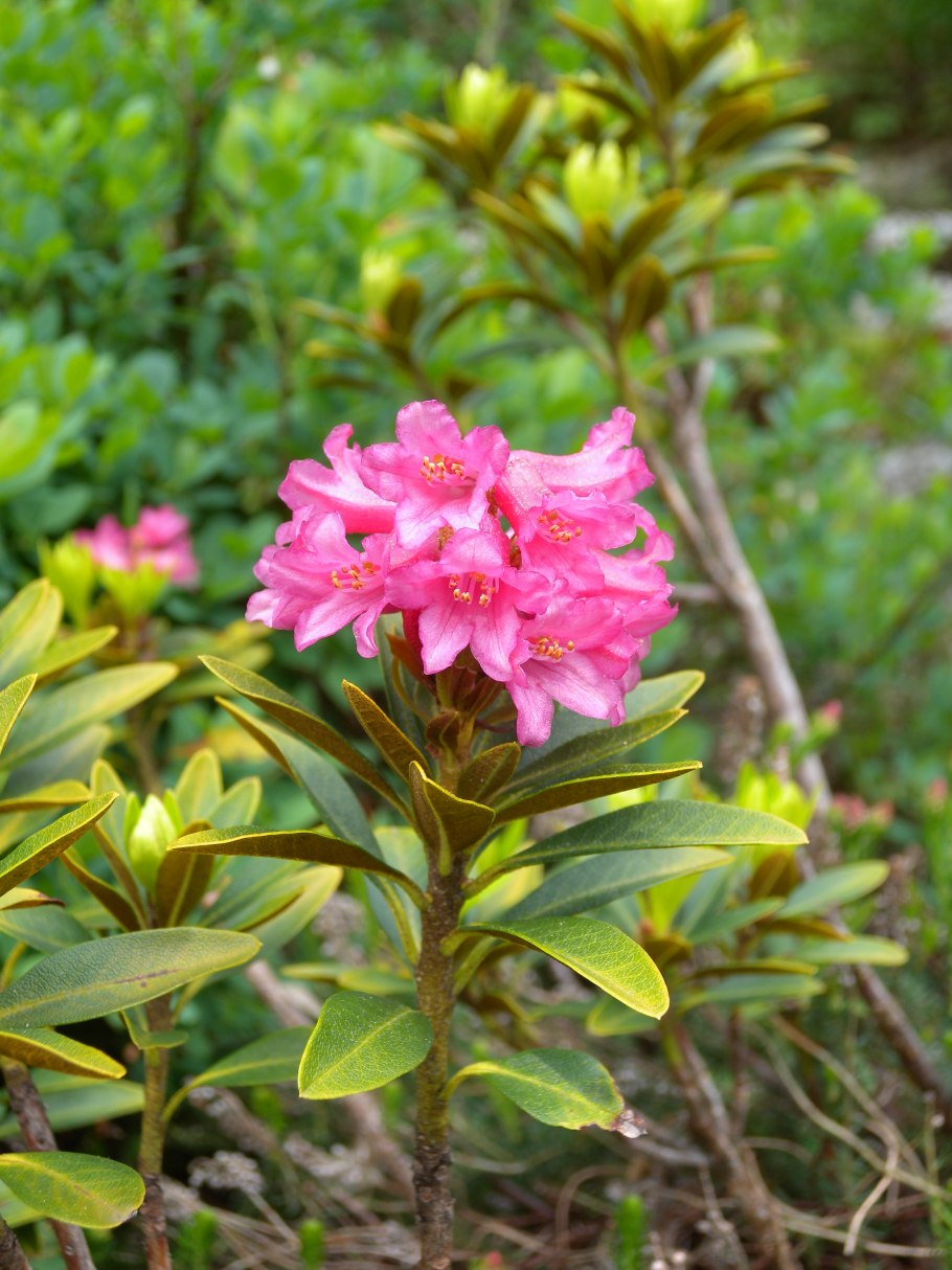 Rhododendron ferrugineum
