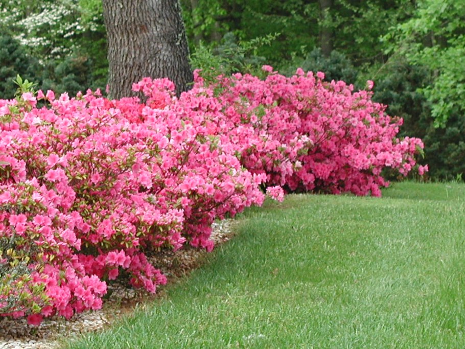 Azalea japonica