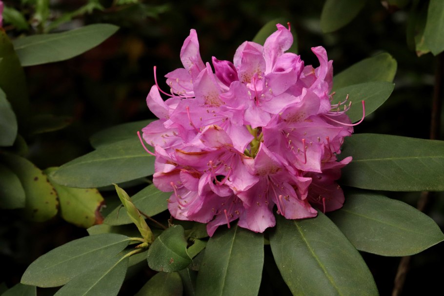 Рододендрон Каролинский малый