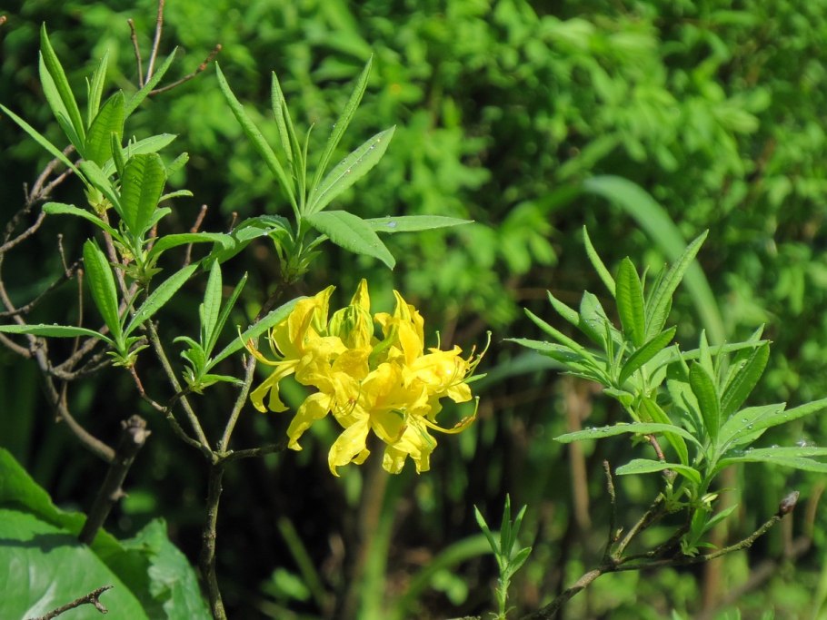 Ботанический сад СПБ 19 апреля 2022 цветут ли рододендрон