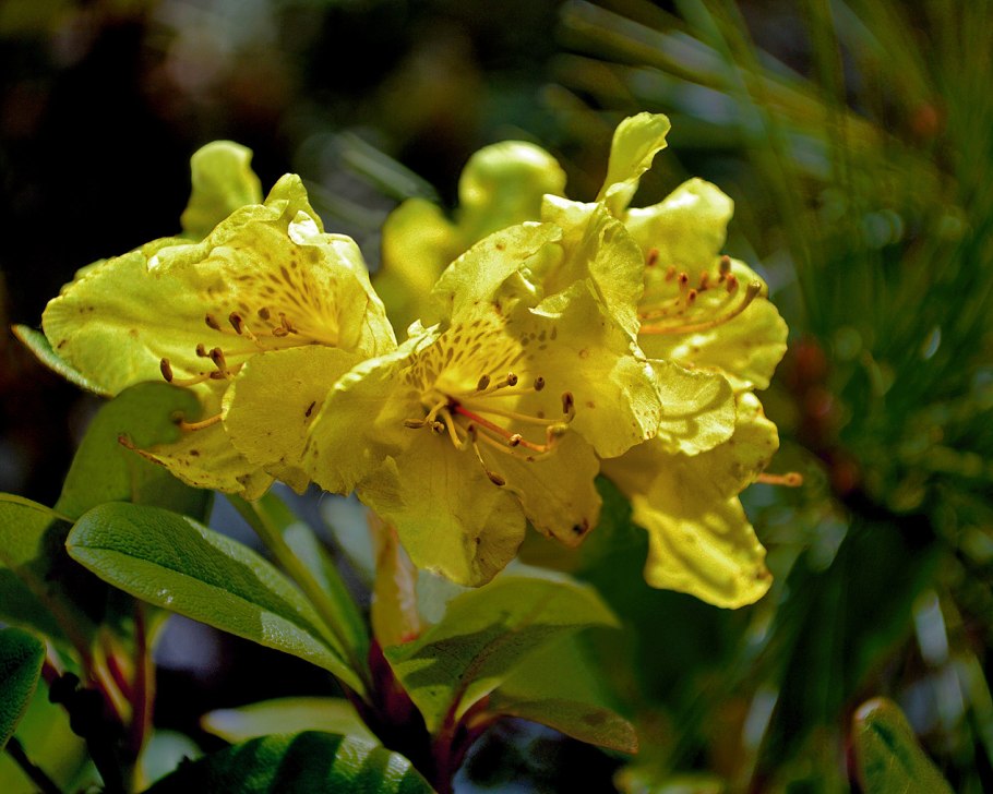 Рододендрон Polarnacht