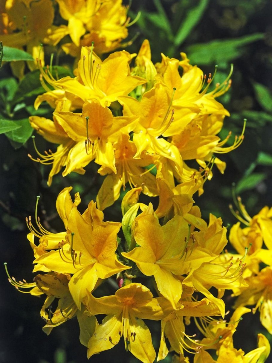 Азалия понтийская рододендрон желтый