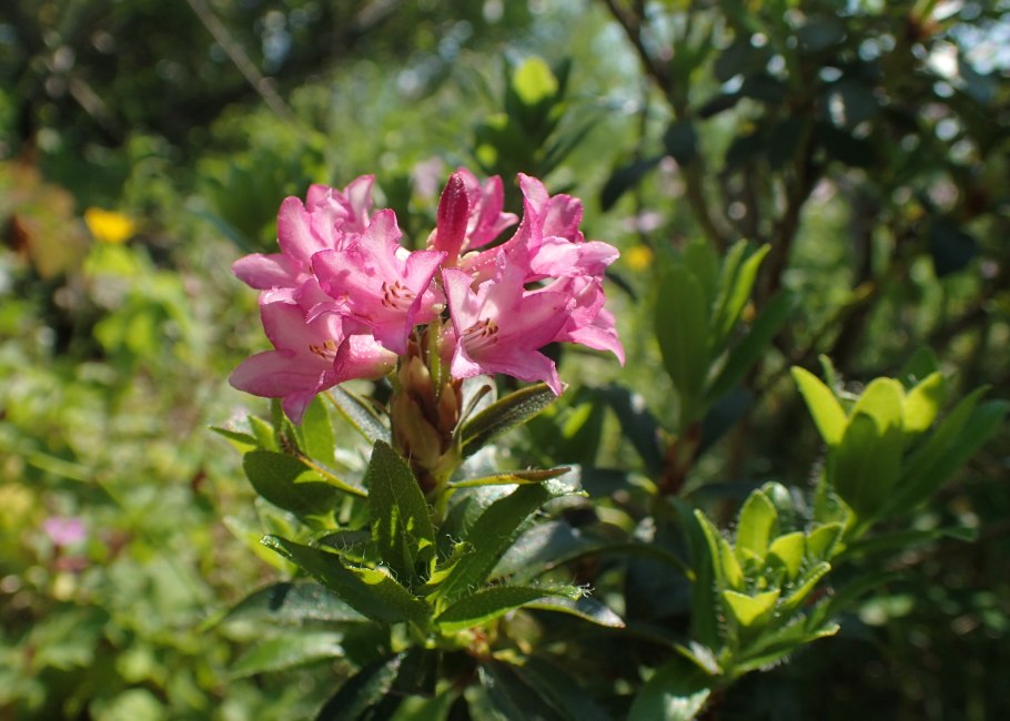 Rhododendron hirsutum