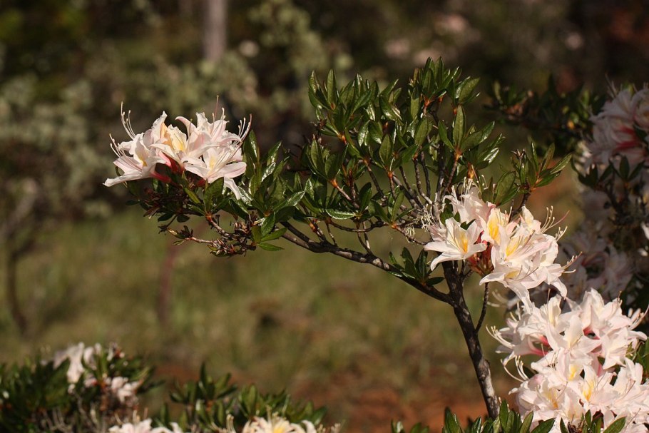 Рододендрон кистевидный