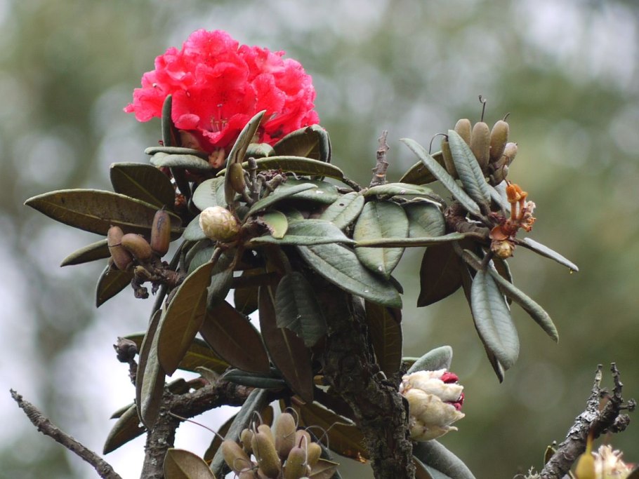 Rhododendron arboreum