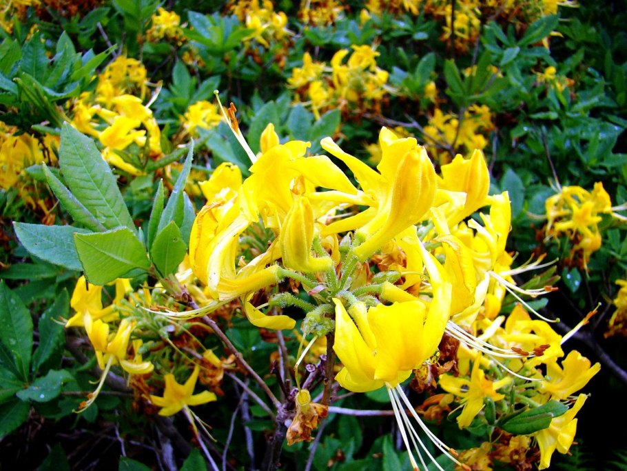 Цветение рододендрона Даурского. PH: Даниил Коржонов