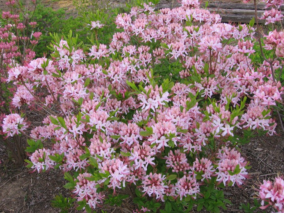 Рододендрон древовидный в Сочи