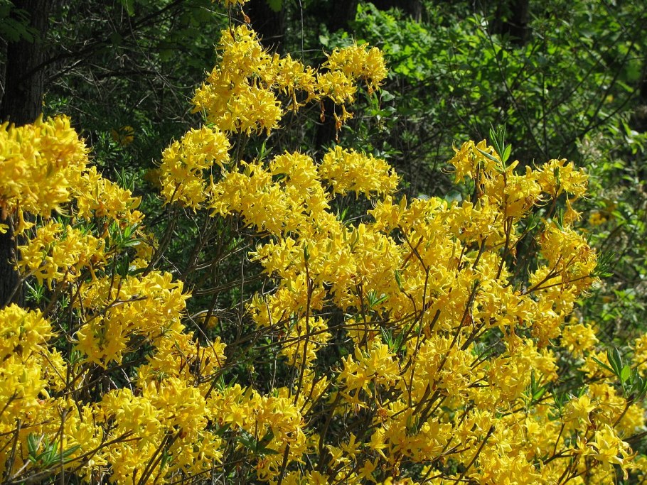 Рододендрон Голден Хармони