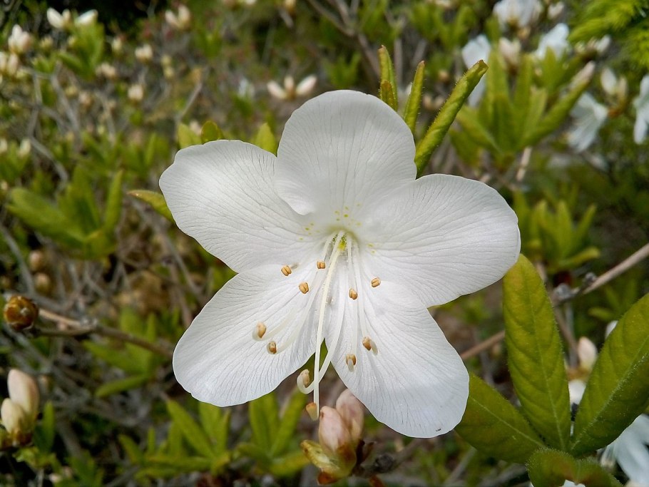 Рододендрон остролистный