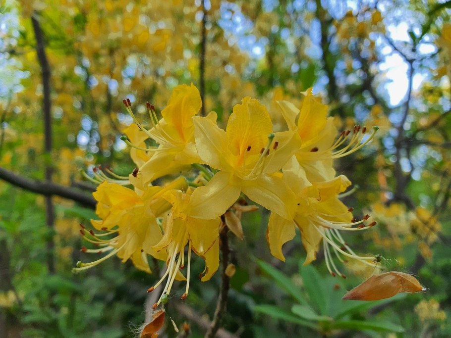 Рододендрон Кунинг