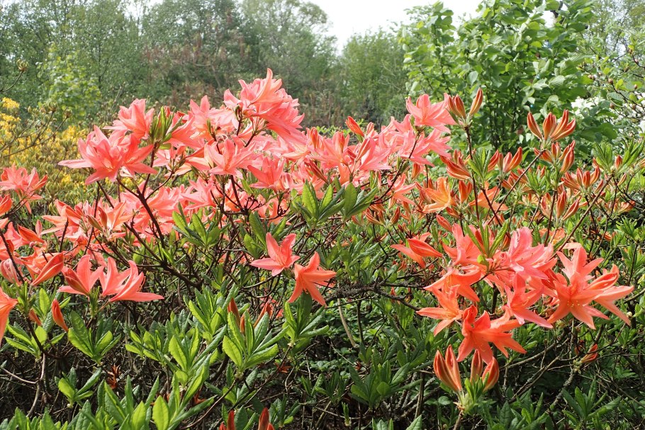 Rhododendron molle