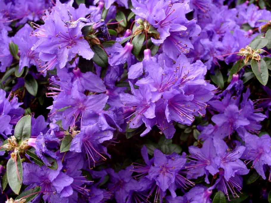 Рододендрон блю тит