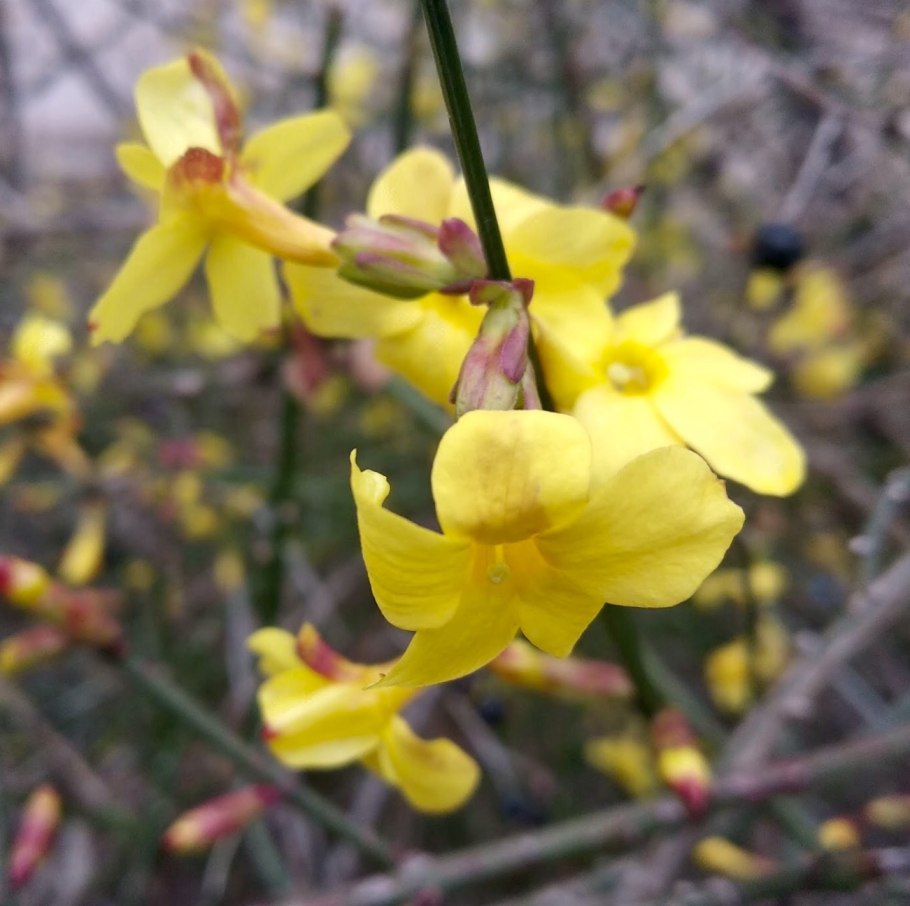 Жасмин  голоцветковый (jasminum nudiflorum