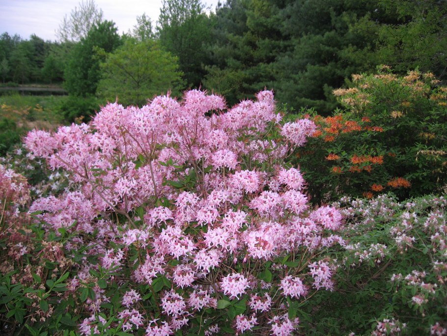 Рододендрон голоцветковый описание