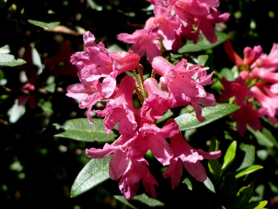 Рододендрон ферругинеум