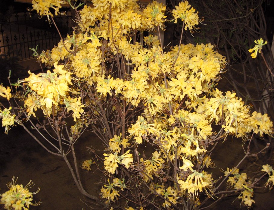 Рододендрон austrinum