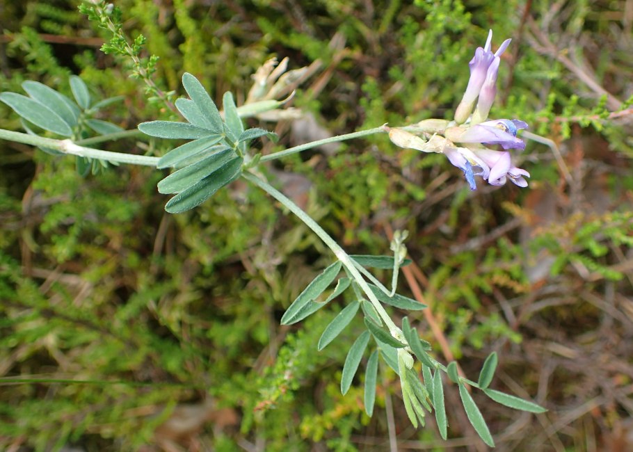 Астрагал песчаный Astragalus arenarius