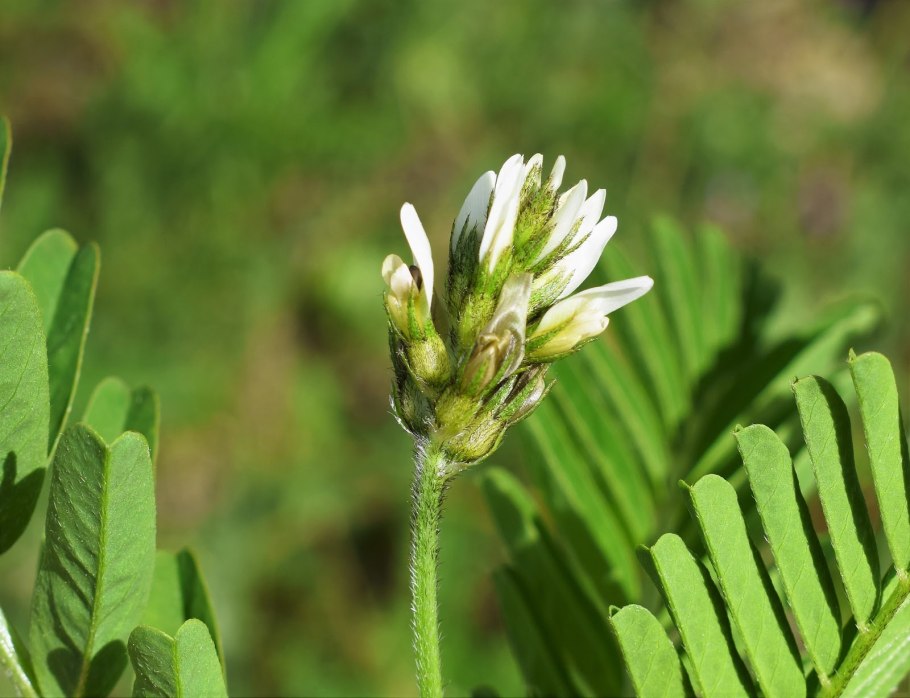 Астрагал рогоплодный