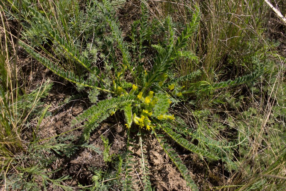 Астрагал Цингера