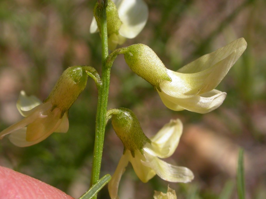 Astragalus penduliflorus