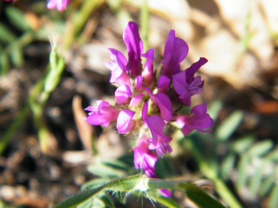 Астрагал рогоплодный