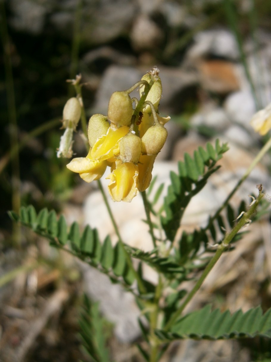 Полукустарники астрагал