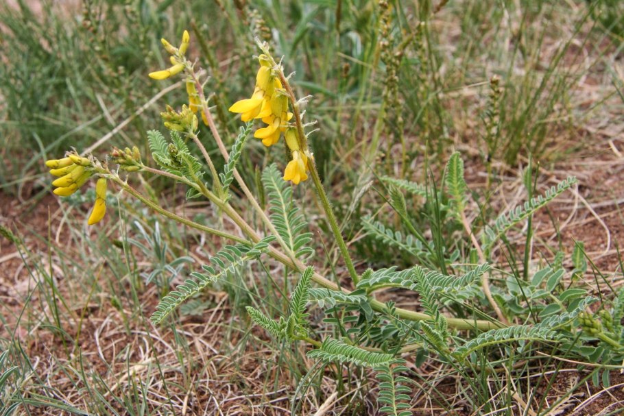 Астрагал Ольхонский на Байкале
