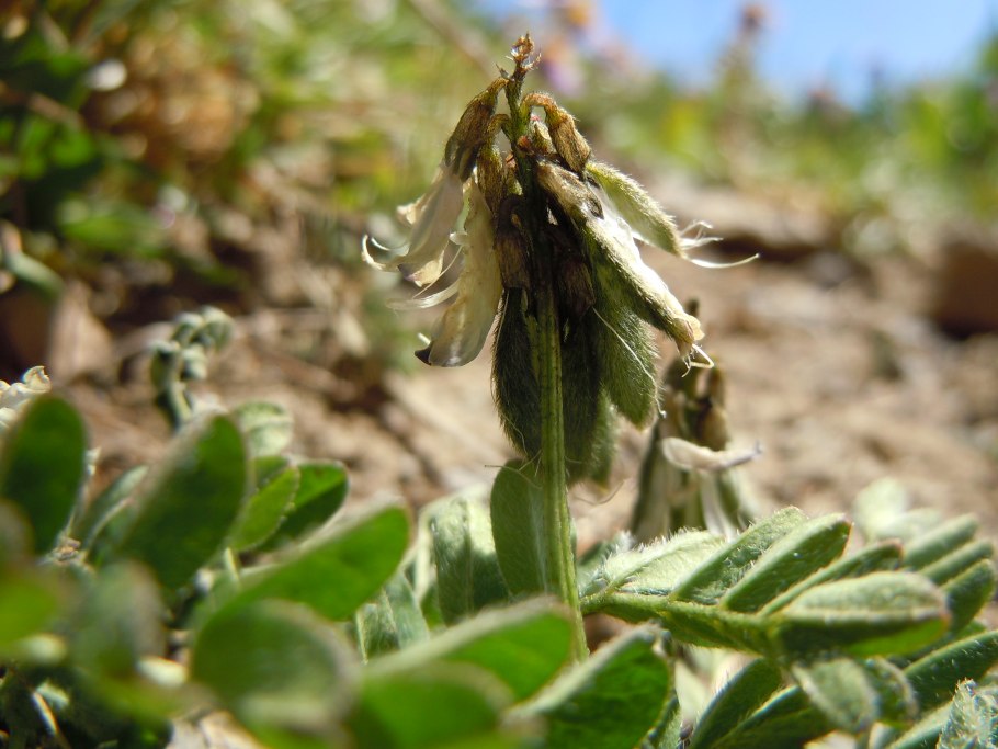 Астрагал рогоплодный