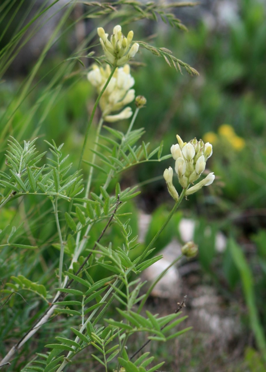 Астрагал Сиверса