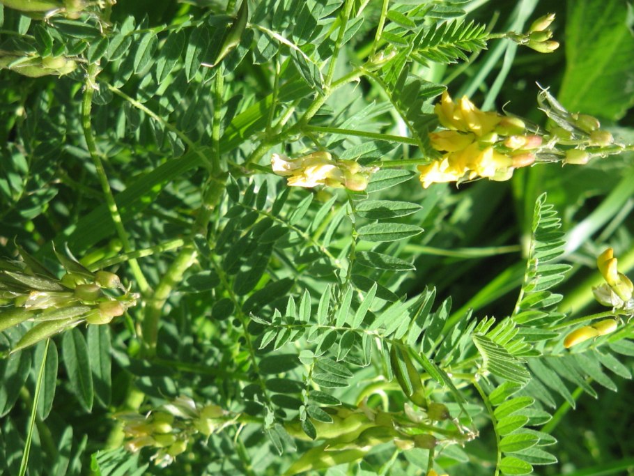 Чина Луговая астрагал