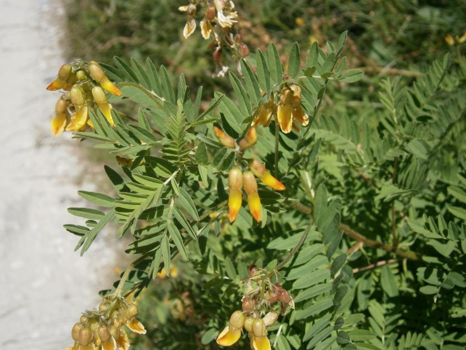 Астрагал шерстистый