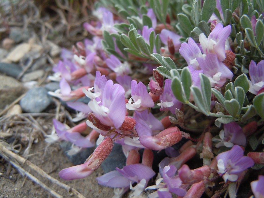 Астрагал эспарцетовый
