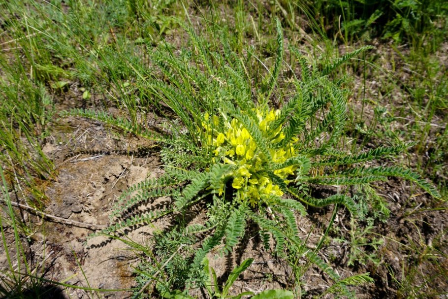 Astragalus buchtormensis