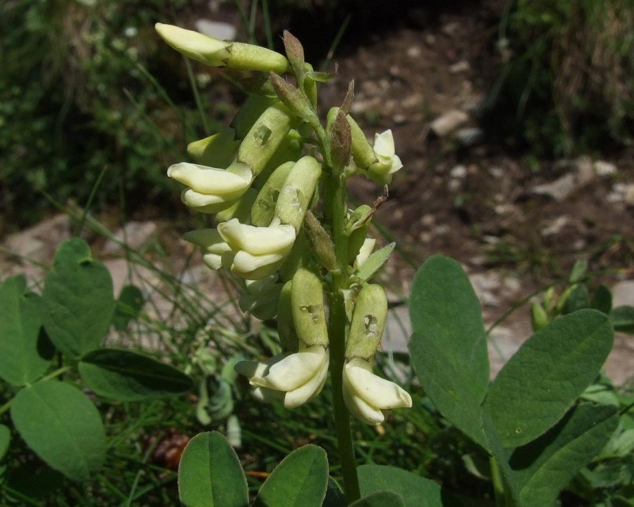 Астрагал ложнотатарский