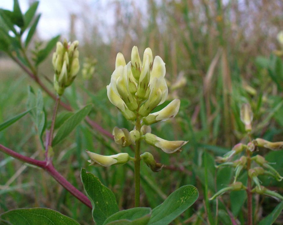 Астрагал перепончатый и Приморский